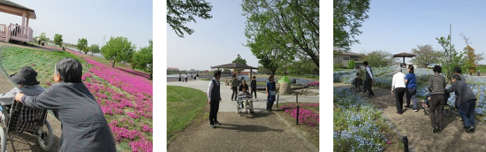 芝桜